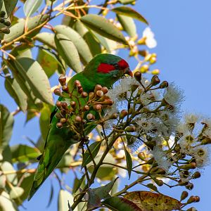 Musk Lorikeet