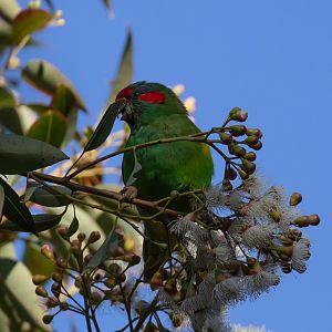 Musk Lorikeet