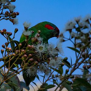 Musk Lorikeet