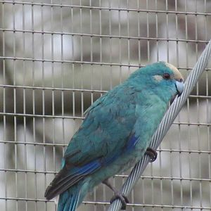 Red-crowned Kakariki (Blue Morph)