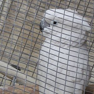 White Cockatoo