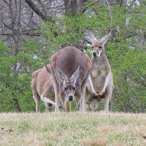 Red Kangaroo