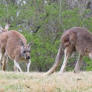 Red Kangaroo