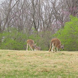 Red Kangaroo