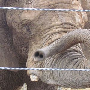 African Bush Elephant