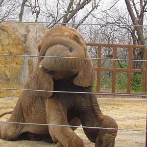 African Bush Elephant