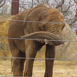 African Bush Elephant