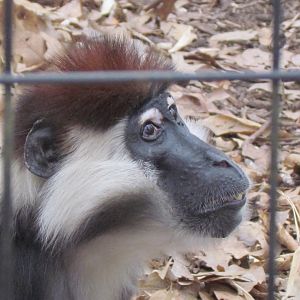 Red-capped Mangabey