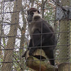 Red-capped Mangabey