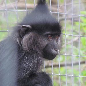 Black Crested Mangabey