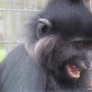Black Crested Mangabey
