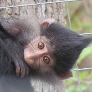 Black Crested Mangabey