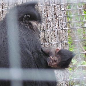 Black Crested Mangabey