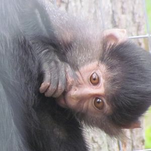 Black Crested Mangabey