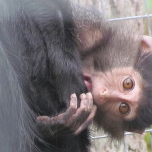 Black Crested Mangabey