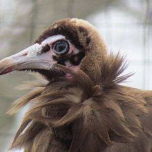 Hooded Vulture