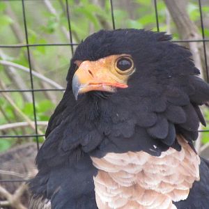 Bateleur Eagle