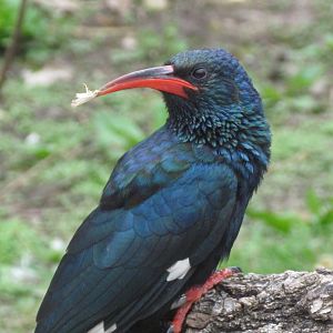 Green Woodhoopoe