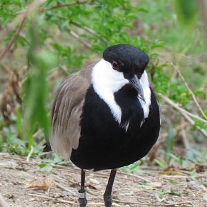 Spur-winged Lapwing