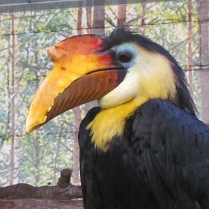 Wrinkled Hornbill