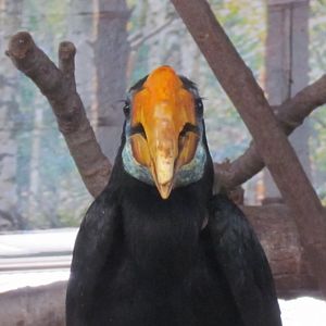 Wrinkled Hornbill