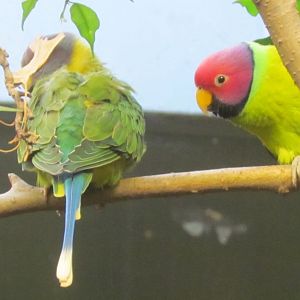 Plum-headed Parakeet