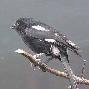 Magpie Shrike