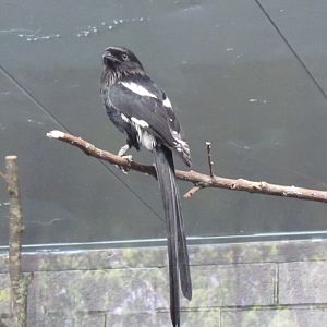 Magpie Shrike