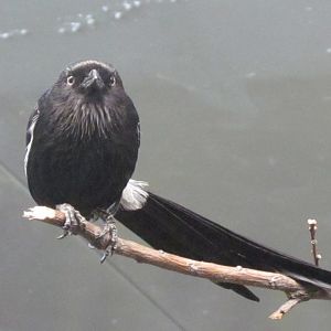 Magpie Shrike