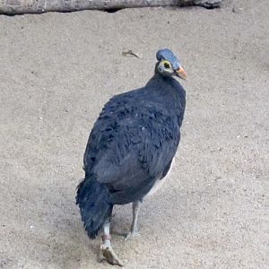 Maleo