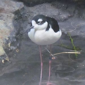Black-necked Stilt
