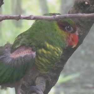 Mount Apo Lorikeet
