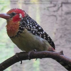 Red-and-yellow Barbet