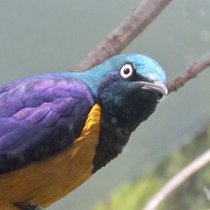 Golden-breasted Starling