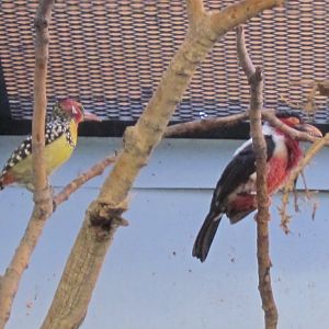 Red-and-yellow and Bearded Barbets