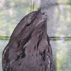 Tawny Frogmouth