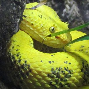 Eyelash Viper