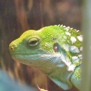 Fiji Banded Iguana