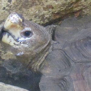 Sulawesi Forest Turtle