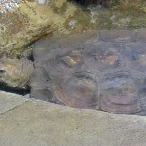Sulawesi Forest Turtle