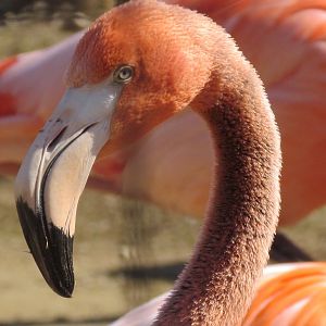 American Flamingo