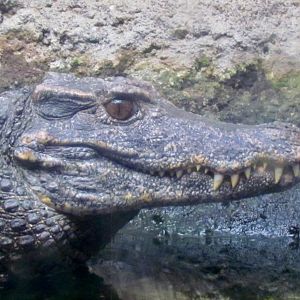Smooth-fronted Caiman