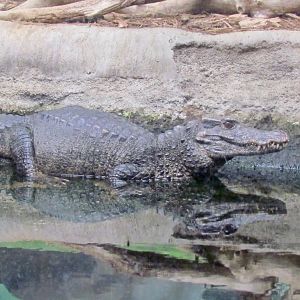 Smooth-fronted Caiman