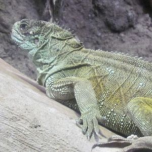 Philippine Sailfin Lizard