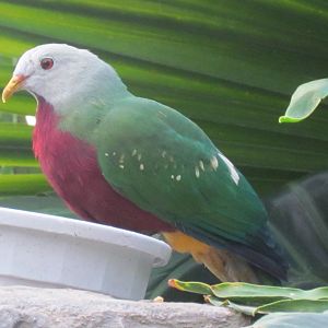 Wompoo Fruit Dove