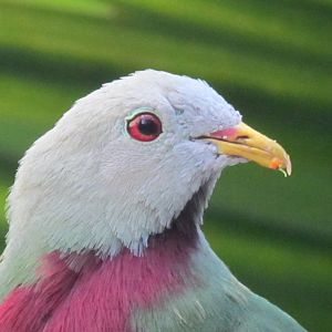 Wompoo Fruit Dove