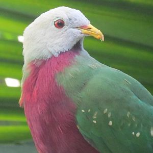 Wompoo Fruit Dove