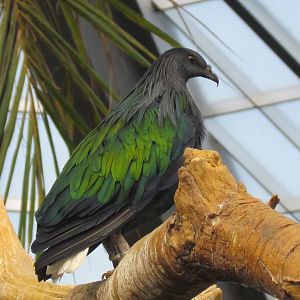 Nicobar Pigeon