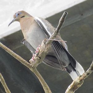 White-winged Dove
