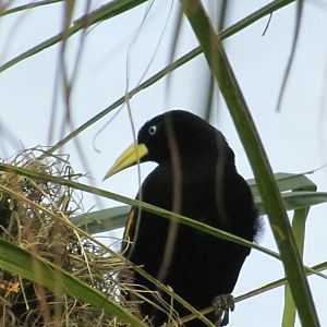 Yellow-rumped Cacique
